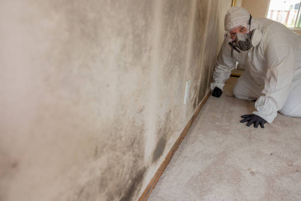 Best Mold Removal for HVAC Installations  in Northbrook, OH